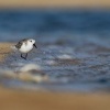 Jespak pisecny - Calidris alba - Sanderling o1964